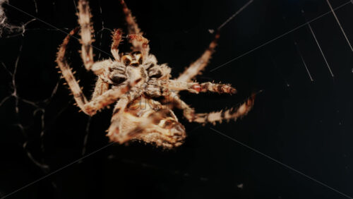 Video – Close up of a spider sitting in its web, showing intricate details of its body and fine silk threads - Starpik Stock