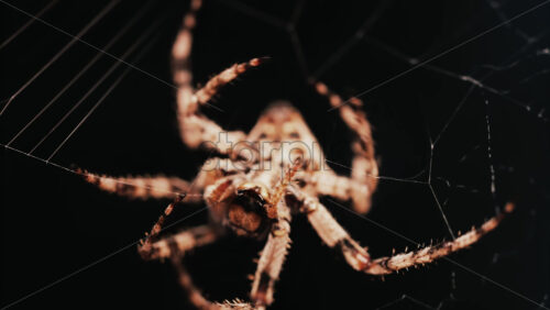 Video – Close up of a spider sitting in its web, showing intricate details of its body and fine silk threads - Starpik Stock