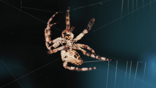 Video – Close up of a spider sitting in its web, showing intricate details of its body and fine silk threads - Starpik Stock