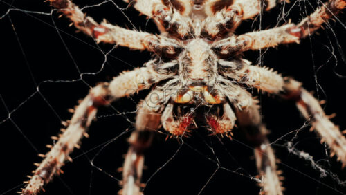 Video – Close up of a spider sitting in its web, showing intricate details of its body and fine silk threads - Starpik Stock