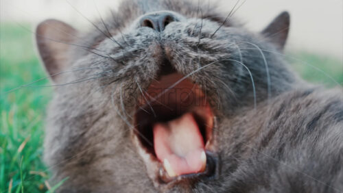 Video – Relaxed grey British Shorthair cat resting on green grass under soft daylight - Starpik Stock