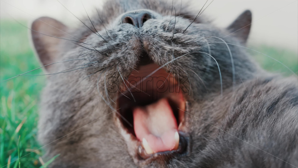 Video – Relaxed grey British Shorthair cat resting on green grass under soft daylight - Starpik Stock