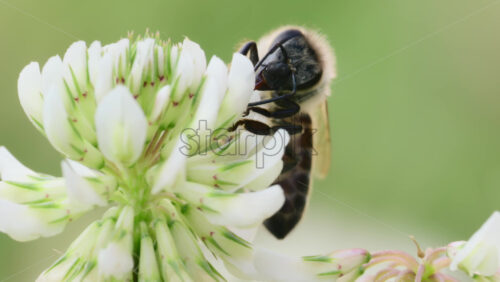 Video - A bee is busily collecting nectar from blooming white clover flowers under sunlight. The scene showcases nature's beauty and the importance of pollinators in ecosystems.