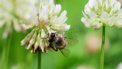 Video - Close-up view of bees collecting nectar from white clover flowers in a vibrant garden
