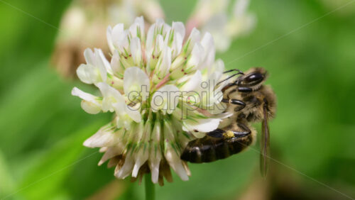 Video - In a vibrant meadow, bees actively gather nectar from the delicate flowers of white clover.