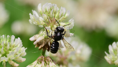 Video - A black bee gathers nectar from vibrant clover flowers in a sunny meadow