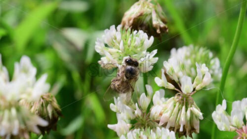 Video - Bees busily collect nectar and pollen from white clover flowers in a vibrant garden on a sunny spring day. Nature's pollination process