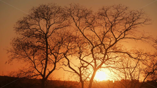 Video - Calm sunset in a serene setting with bare late autumn trees silhouetted against a colorful sky. The vibrant hues create a peaceful atmosphere at dusk.