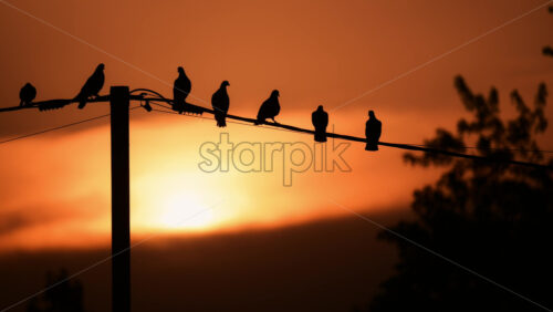Video - Silhouetted birds perched on a power line against a stunning sunset background
