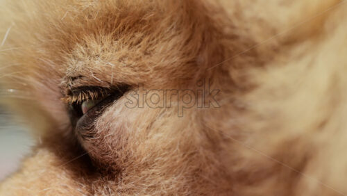 Video - Close-up of a sleepy fluffy puppy eye showcasing its soft fur. Macro, spitz dog