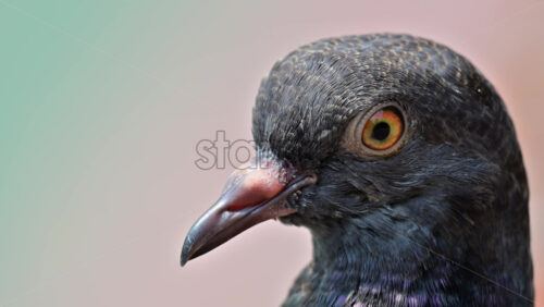 Video - Close-up macro shot of pigeon head, highlighting intricate details of its eye and plumage