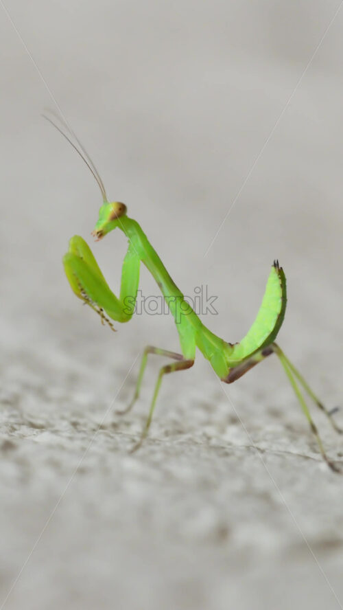 Video - Mantis moves gracefully across a stone surface in a sunny garden. Its vibrant green body glistens