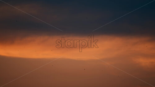 Video - Multiple brids flying in the sunset sky. The scene showcases a blend of warm tones fading into darkness