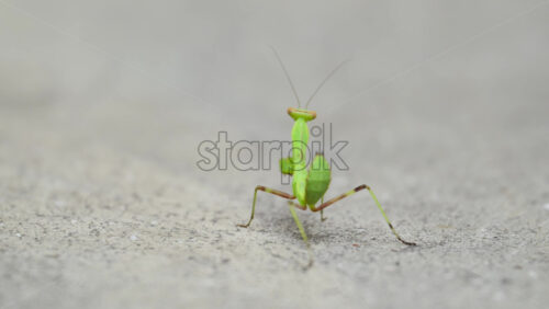 Video - A vibrant green praying mantis moves gracefully across a grey surface. The insect showcases its unique features and alertness as it explores its surroundings.