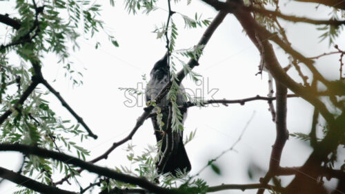 Video - Close up of a small bird perched on a tree branch, pecking gently among green leaves against a bright sky background