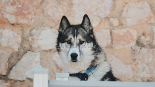 Video - Close up portrait of a husky dog with bright eyes, sitting calmly against a rustic stone wall