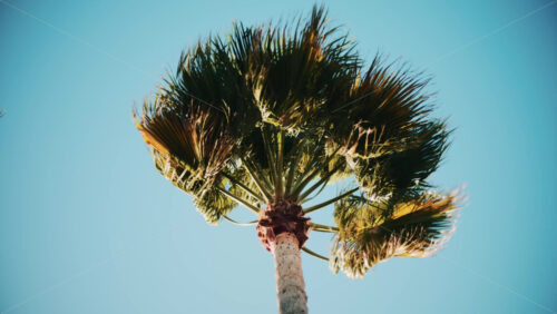Video - Close ip of fresh green palm leaves swaying gently in daylight