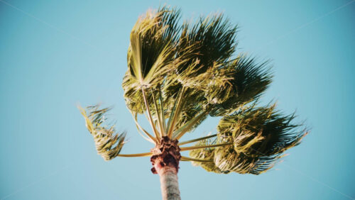 Video - Close ip of fresh green palm leaves swaying gently in daylight