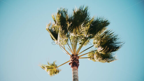 Video - Close ip of fresh green palm leaves swaying gently in daylight