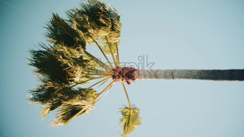 Video - Close ip of fresh green palm leaves swaying gently in daylight. Vertical