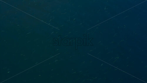 Video - Underwater view of small fish swimming in the deep blue sea