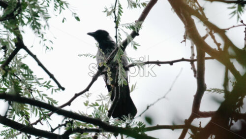 Video - Close up of a small bird perched on a tree branch, pecking gently among green leaves against a bright sky background