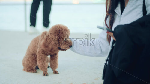 Video - Woman in casual clothes gently petting a small brown poodle near the sea