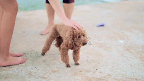 Video - Woman in casual clothes gently petting a small brown poodle near the sea
