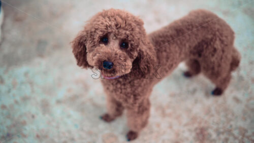 Video - Small brown poodle standing on a pier looking around curiously