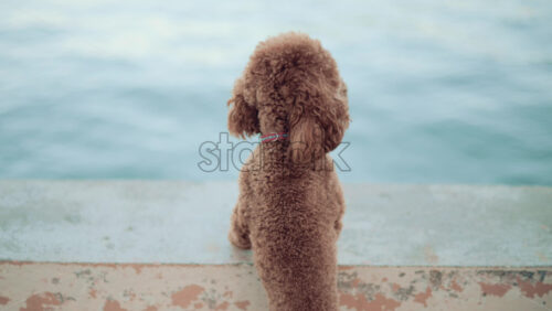 Video - Rear view of a curly brown poodle gazing at the sea from a pier