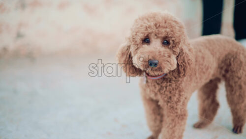 Video - Small brown poodle standing on a pier looking around curiously