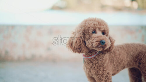 Video - Small brown poodle standing on a pier looking around curiously