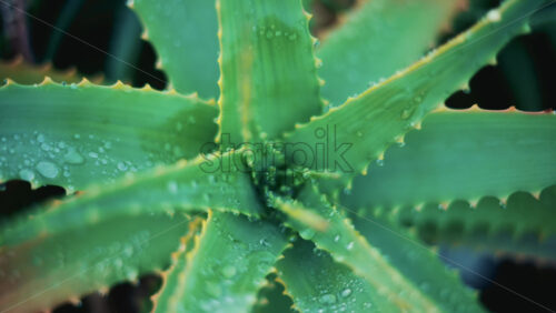 Video - Close up of an aloe vera plant after rainfall, with fresh water droplets on the green leaves