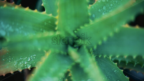 Video - Close up of an aloe vera plant after rainfall, with fresh water droplets on the green leaves