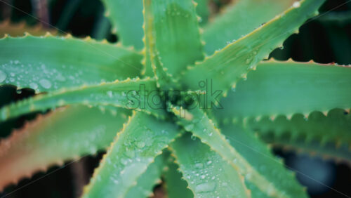 Video - Close up of an aloe vera plant after rainfall, with fresh water droplets on the green leaves