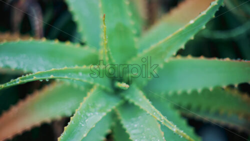 Video - Close up of an aloe vera plant after rainfall, with fresh water droplets on the green leaves