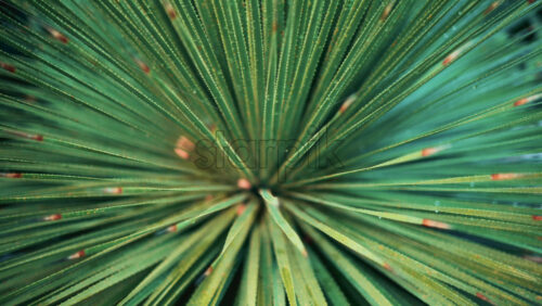 Video - Close up of a tropical palm leaf covered in dew or raindrops