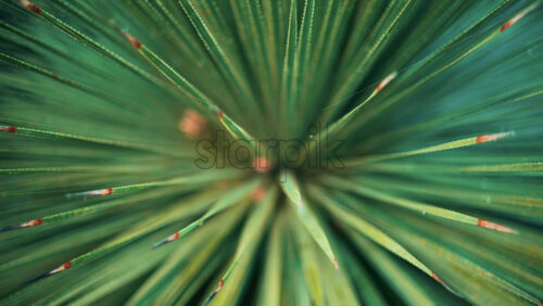 Video - Close up of a tropical palm leaf covered in dew or raindrops