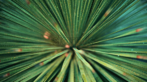 Video - Close up of a tropical palm leaf covered in dew or raindrops