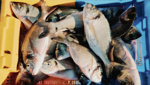 Video - Freshly caught fish displayed in colorful plastic crates at a local market