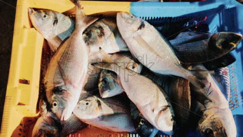 Video - Freshly caught fish displayed in colorful plastic crates at a local market