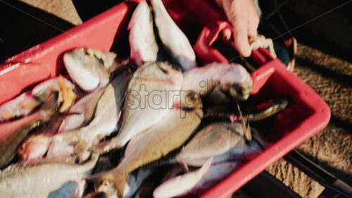 Video - Freshly caught fish displayed in colorful plastic crates at a local market