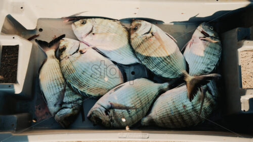 Video - Freshly caught fish displayed in colorful plastic crates at a local market
