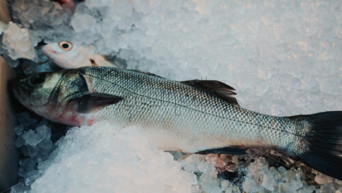 Video - Close up of a freshly caught fish displayed on ice at a local seafood stall