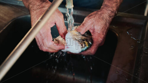 Video - Close up of a man washing a fish under running tap water at a market sink