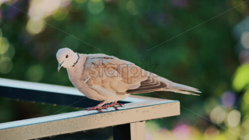 Video - Close up of a Eurasian collared dove perched on a metal railing with soft green bokeh in the background