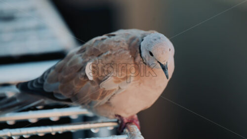 Video - Close up of a Eurasian collared dove perched on a metal railing with soft green bokeh in the background