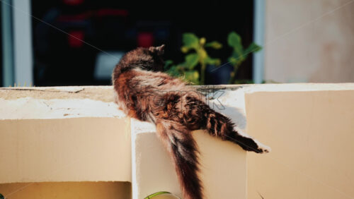 Video - A long haired black and brown cat lies stretched out on a sunlit wall, relaxing under warm daylight