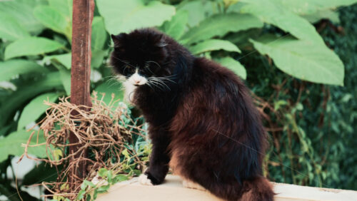 Video - Close up of a fluffy black and brown cat sitting beside green leaves and garden plants