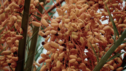 Video - Close up of sea buckthorns fruits hanging in clusters on a tropical tree